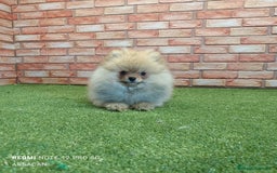 Pomerania perros en venta: Pomerania - Imagen 1