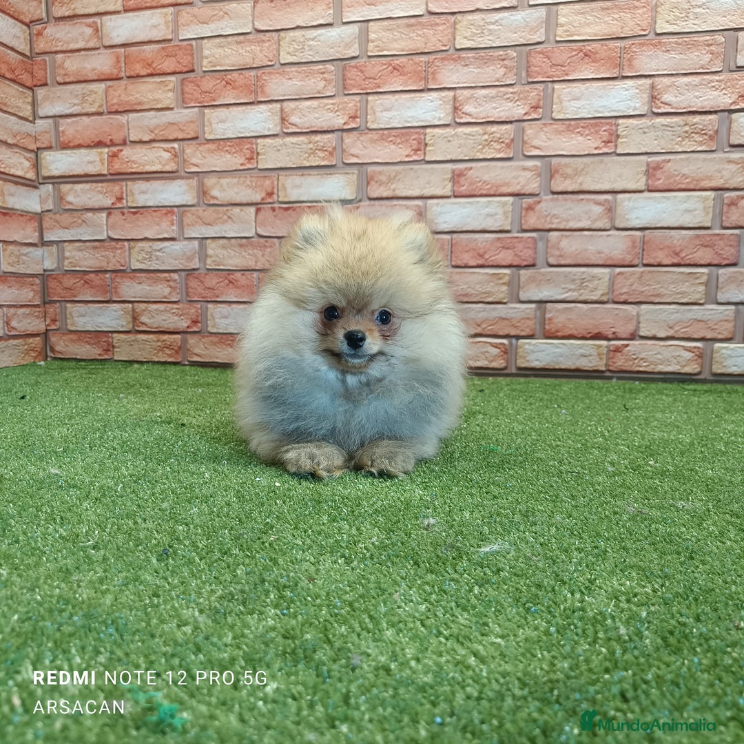 Pomerania perros en venta: Pomerania - Imagen 1