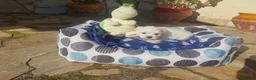 Bichón Maltés perros en venta: Bichón Maltés  - Anuncio 3