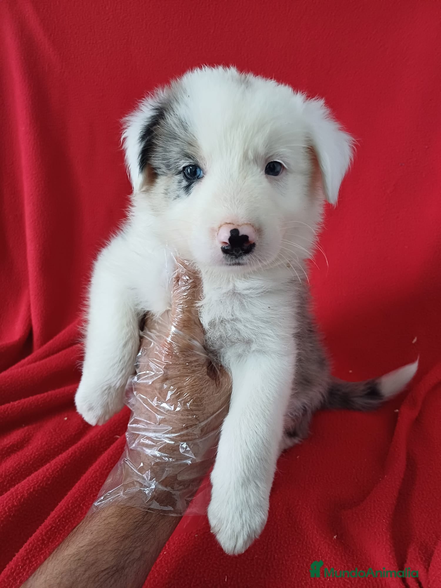 Border Collie perros Border Collie Merle  - Anuncio 2