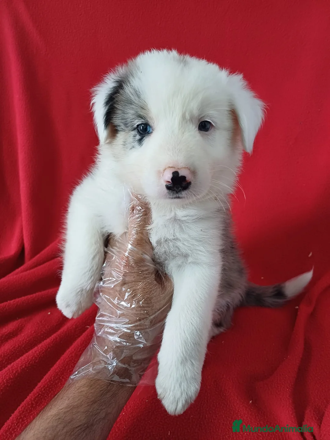 Border Collie perros en venta: Border Collie Merle  - Anuncio 1