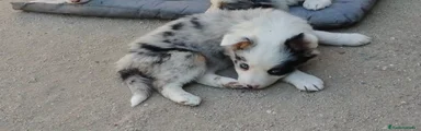 Border Collie 3