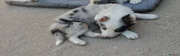 Border Collie perros en venta: Camada boder 8 - Anuncio 8