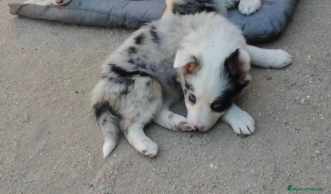 Border Collie perros en venta: Camada boder 8 - Anuncio 8