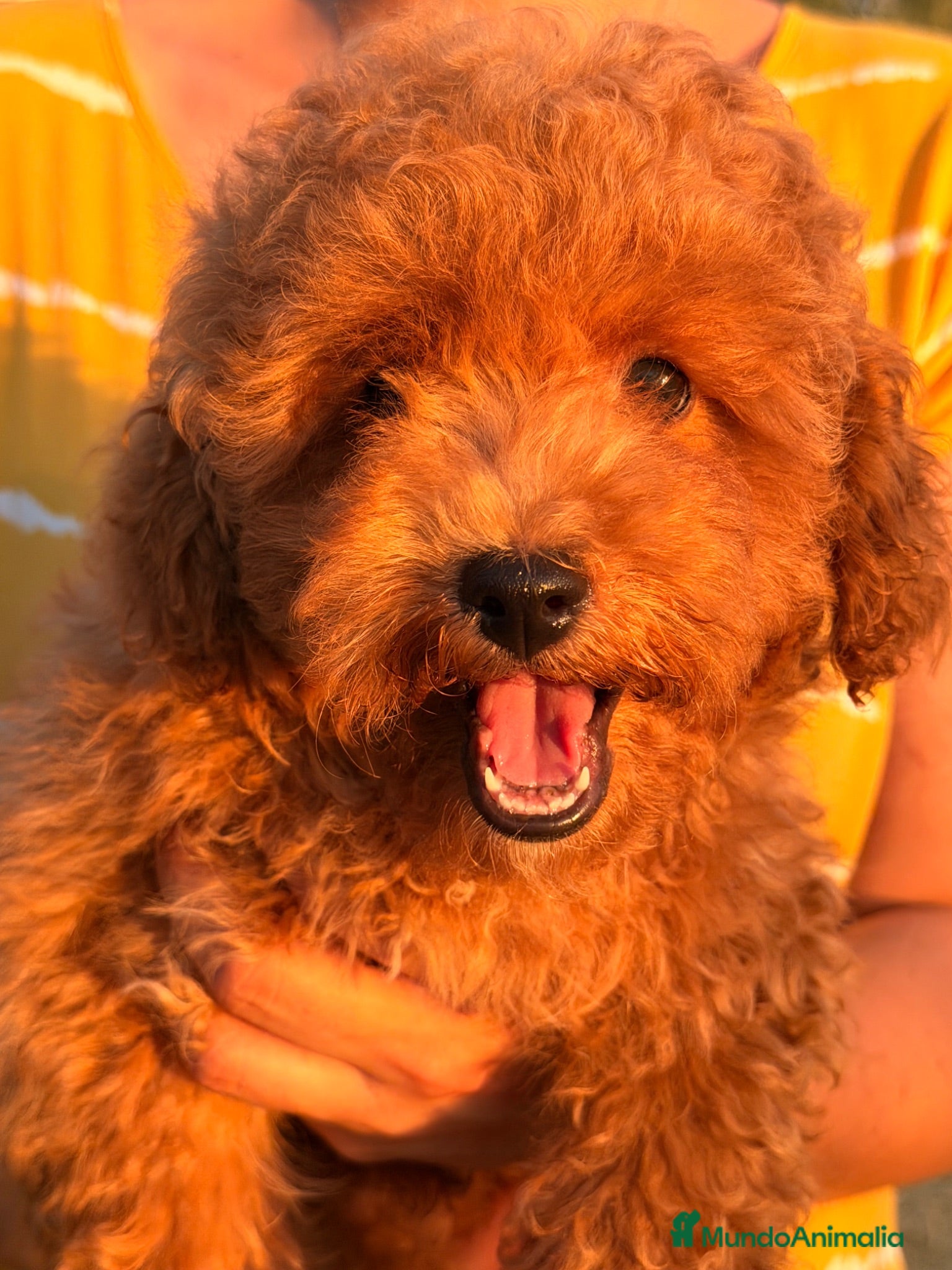 Caniche Toy perros Caniche Rojo  - Anuncio 1