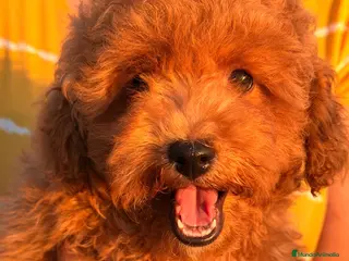 Caniche Toy perros Caniche Rojo - Anuncio 1