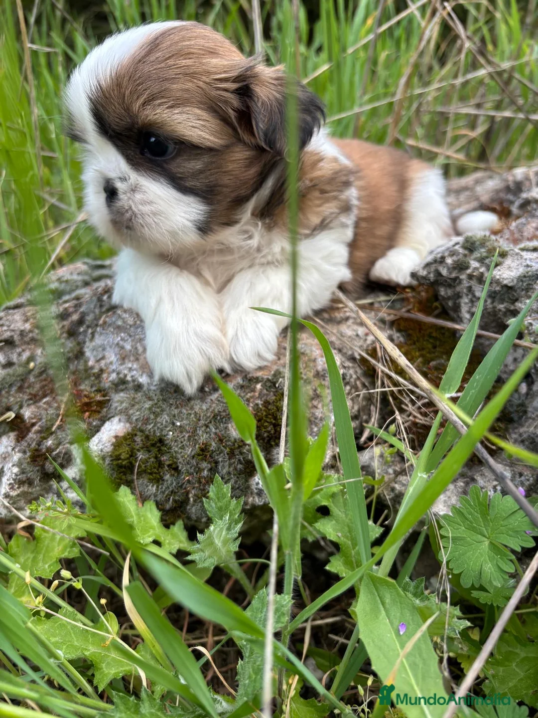 Shih Tzu perros en venta: Shih tzu  machos disponibles!! - Anuncio 2