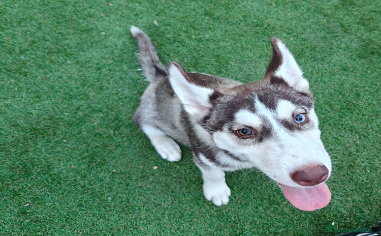 Husky Siberiano perros - Propaganda 2