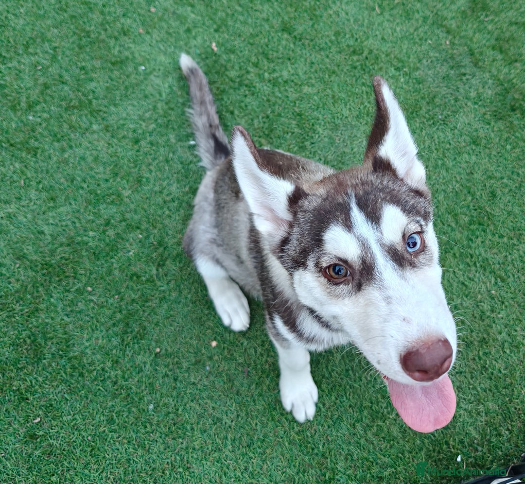 Husky Siberiano perros en venta: Husky ojos dispar chocolate - Imagen 1