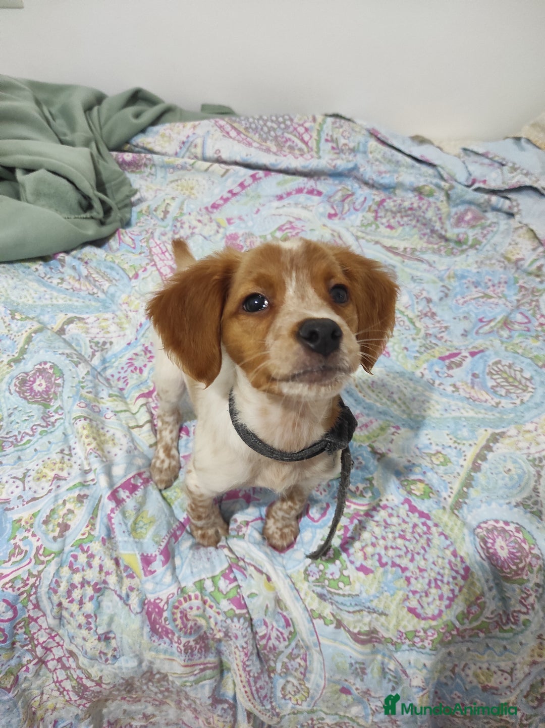 Épagneul Breton perros en venta: Cachorro Breton - Anuncio 8