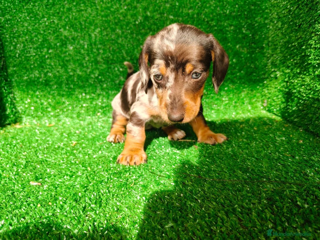 Teckel Miniatura perros en venta: Teckel miniatura  - Anuncio 1