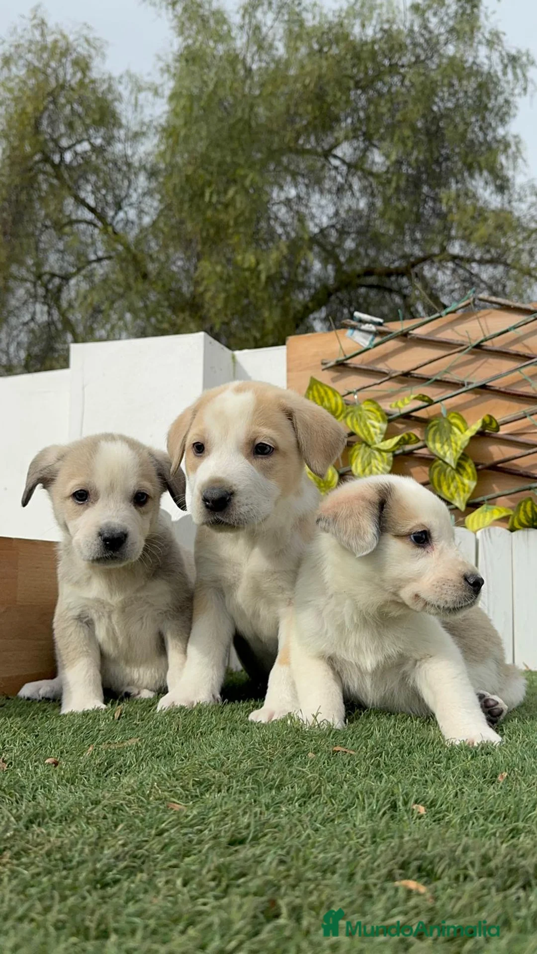 Mastín Español perros en venta: MASTIN ESPAÑOL HEMBRAS - Anuncio 2