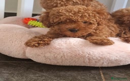 Caniche Toy perros en venta: HEMBRA TEA CUP/MICRO TOY ASIATICA 50% - Imagen 1