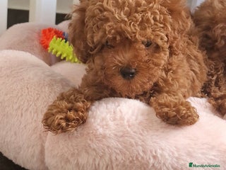 Caniche Toy perros - Anuncio 38