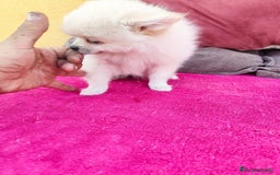 Pomerania perros en venta: Pomerania toy macho blanco  - Imagen 14
