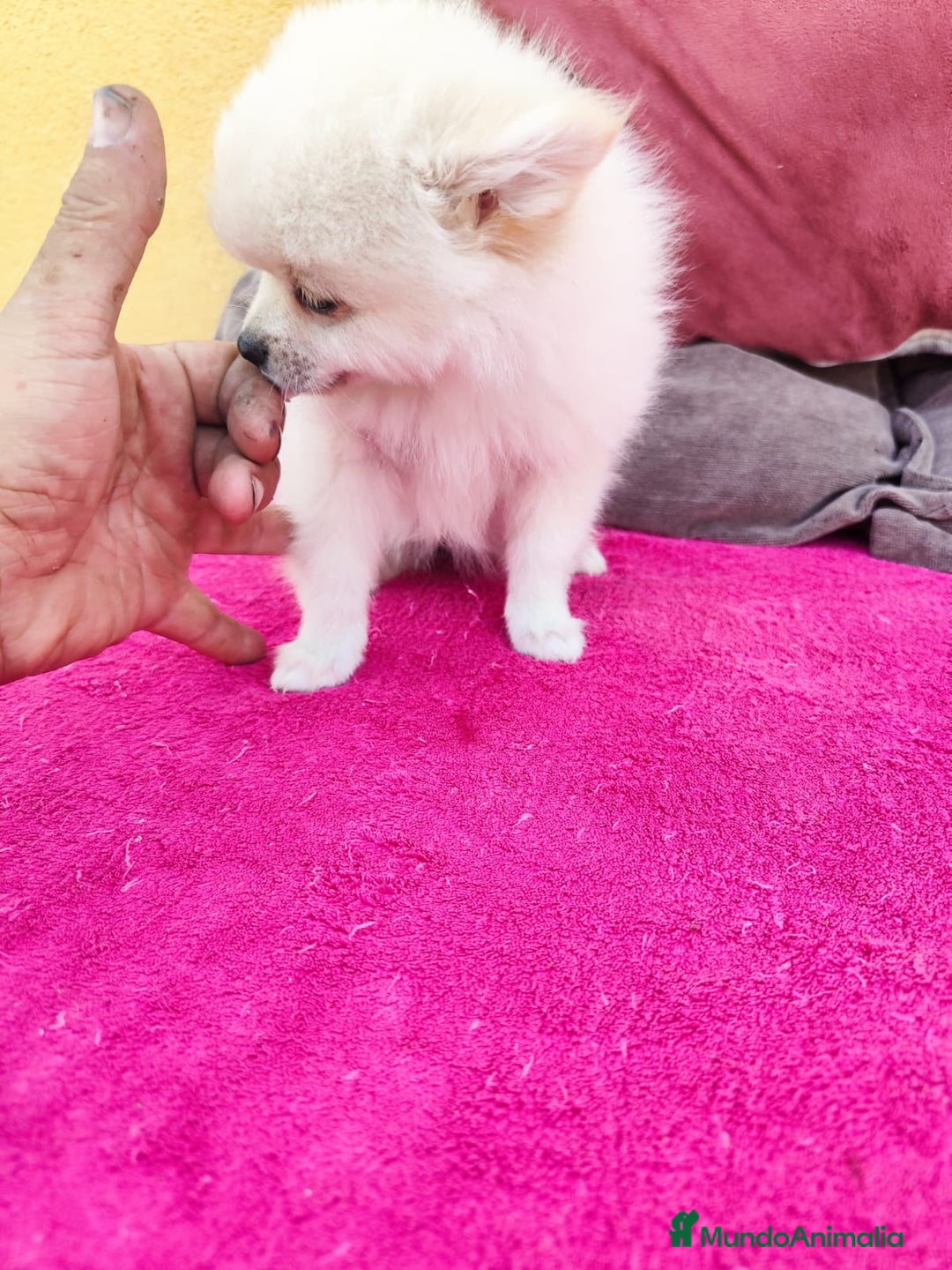 Pomerania perros en venta: Pomerania toy macho blanco  - Imagen 14