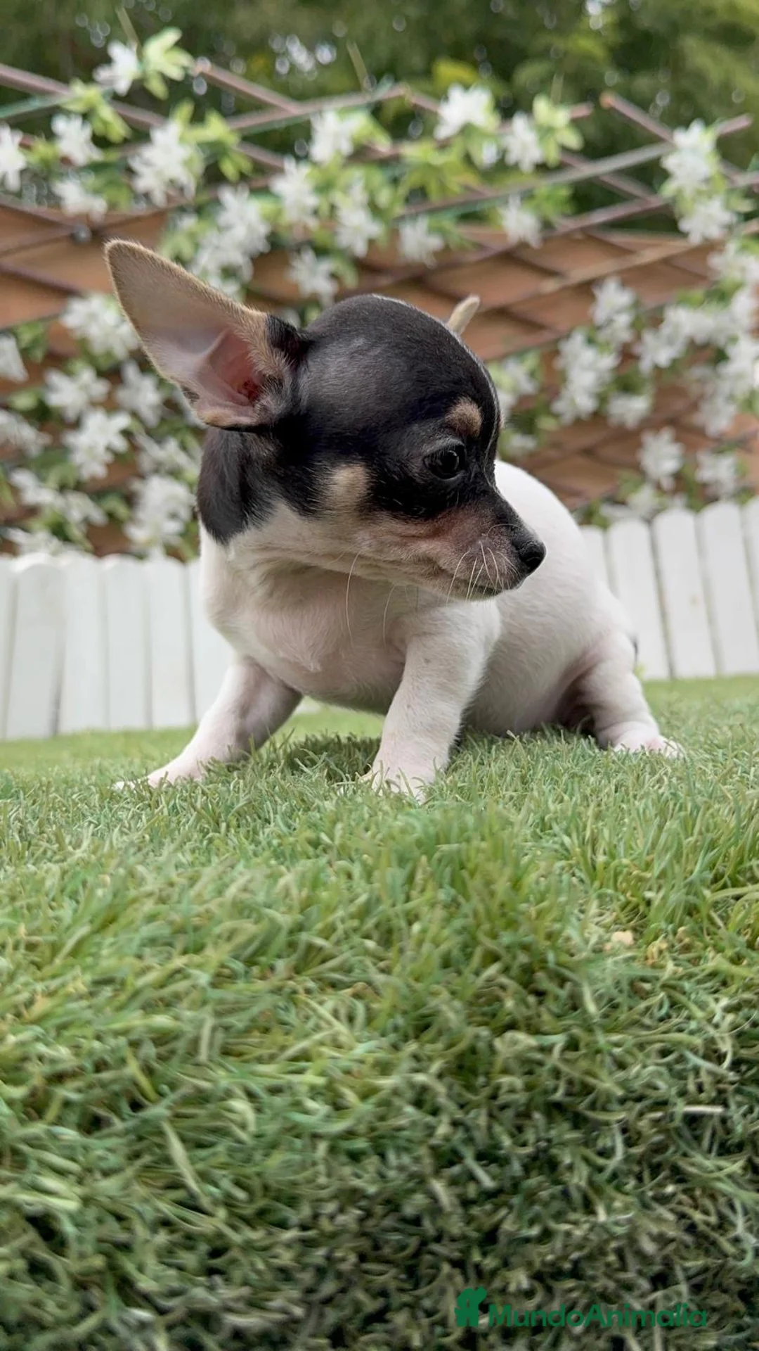 Chihuahua perros en venta: CHIHUAHUA HEMBRA - Anuncio 2