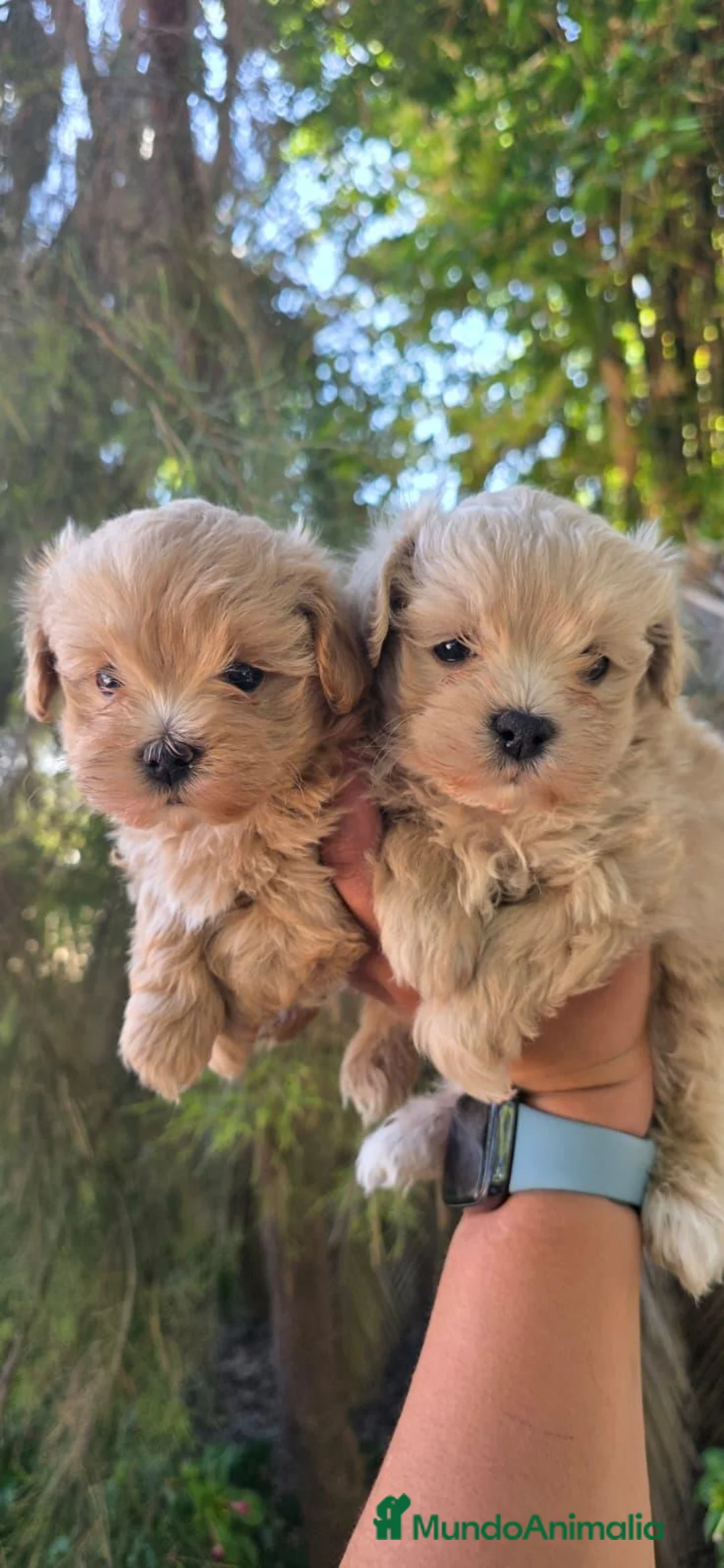 Maltipoo perros en venta: Excelentes cachorros de Maltipoo  - Anuncio 1