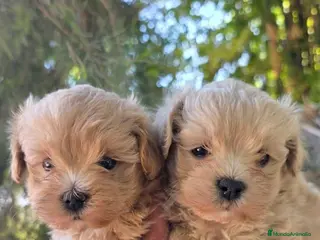 Maltipoo perros Excelentes cachorros de Maltipoo - Anuncio 1