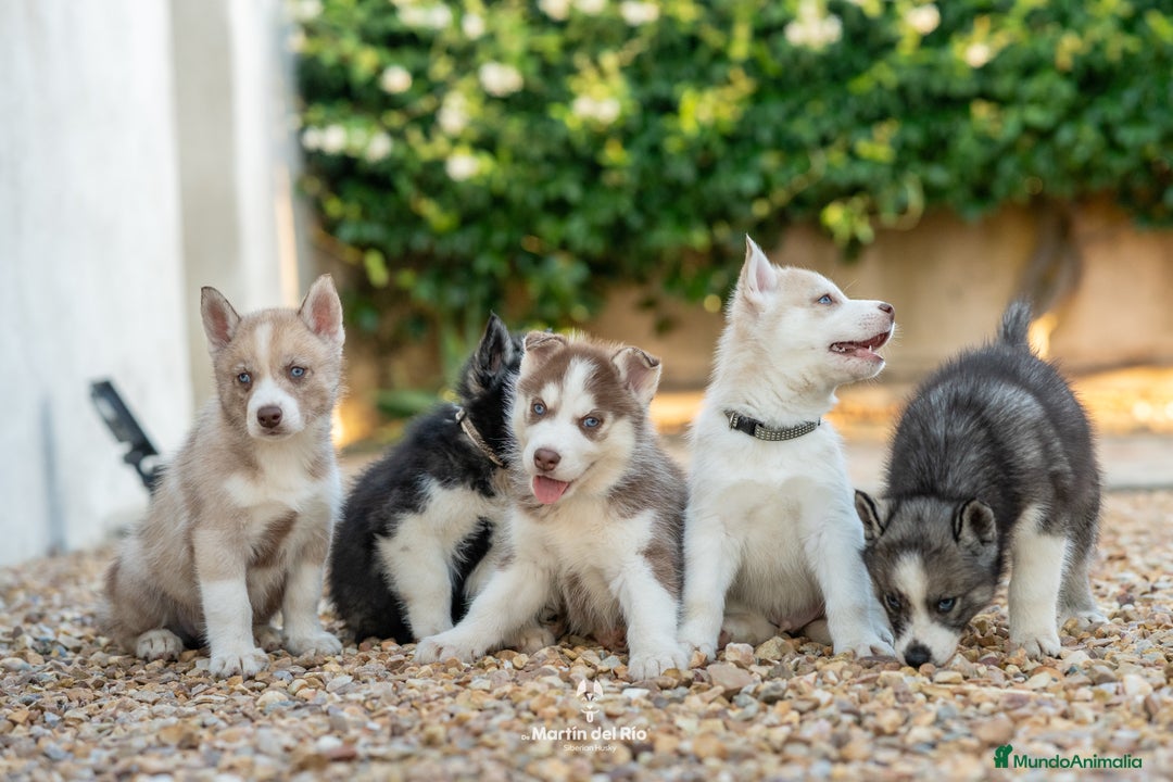 Husky Siberiano perros en venta: CAMBIO HUSKY X POMERANIA - Imagen 1
