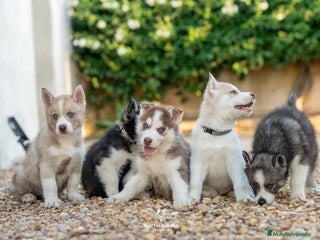 Husky Siberiano perros - Anuncio 11