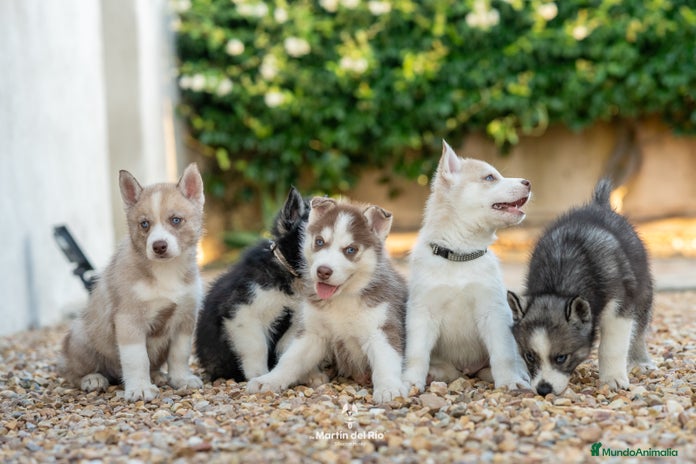 Husky Siberiano perros - Anuncio 1