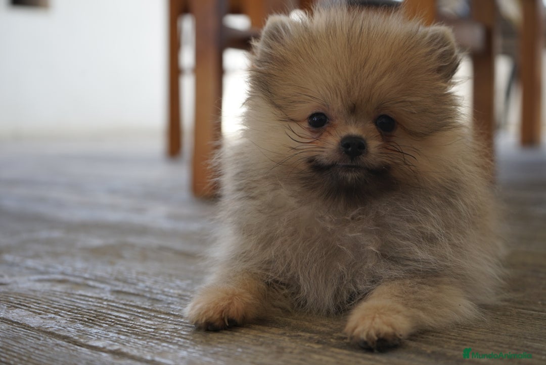 Pomerania perros en venta: ❄️ Frosty & ⚡ Strike – Pomerania toy 🐾 - Imagen 2