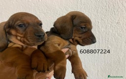 Teckel perros en venta: Teckel cachorros - Imagen 3