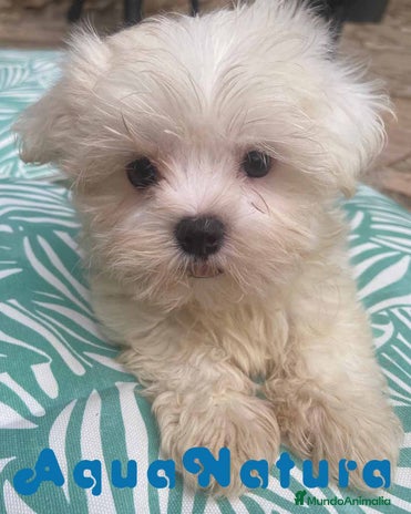 Bichón Maltés perros en Barcelona - Anuncio 12