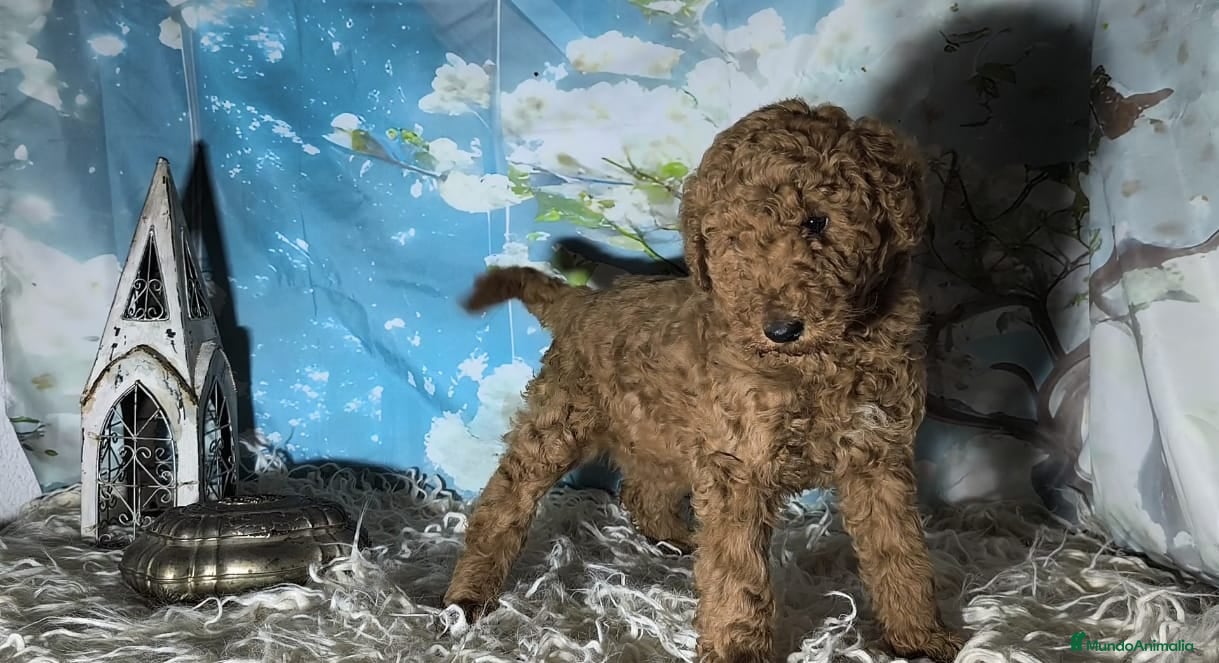 Caniche Gigante perros Caniche gigante  - Anuncio 2