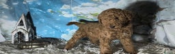 Caniche Gigante perros en venta: Caniche gigante  - Anuncio 2