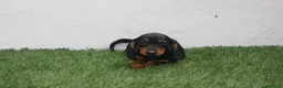 Teckel Miniatura perros en venta: Teckel Miniatura  - Anuncio 17