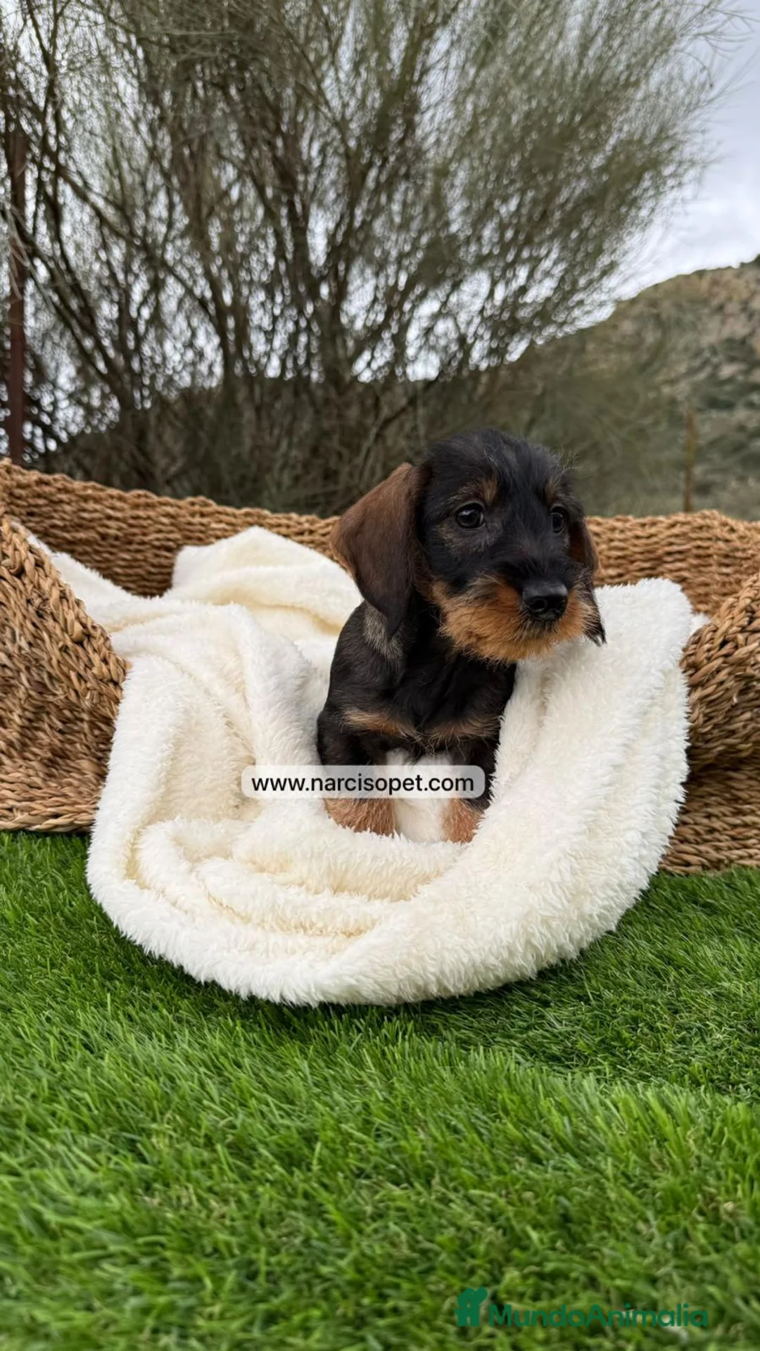 Teckel Miniatura perros en venta: TECKEL PELO DURO JABALI - Anuncio 6