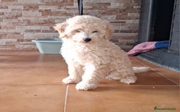 Caniche Enano perros en venta: ÚLTIMA HEMBRA CANICHE - Imagen 4