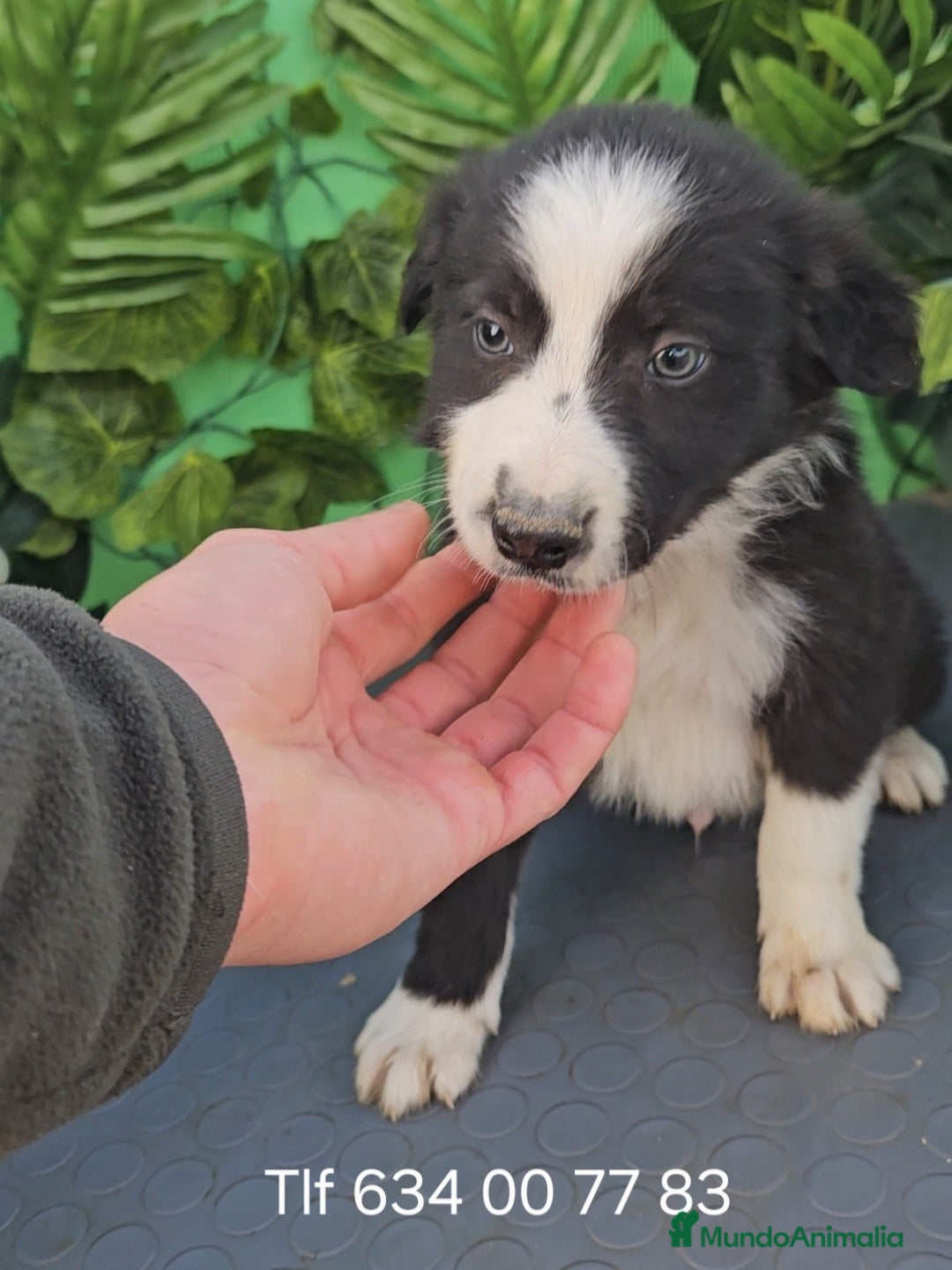 Border Collie perros en venta: Excelente cachorro border collie  - Anuncio 1