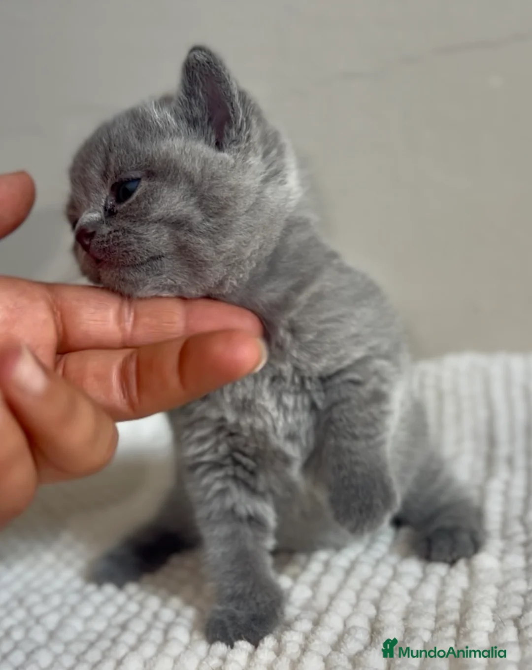 Británico de Pelo Corto Azul gatos en venta: HEMBRITA BLUE BRITISH SHORTHAIR  - Anuncio 4