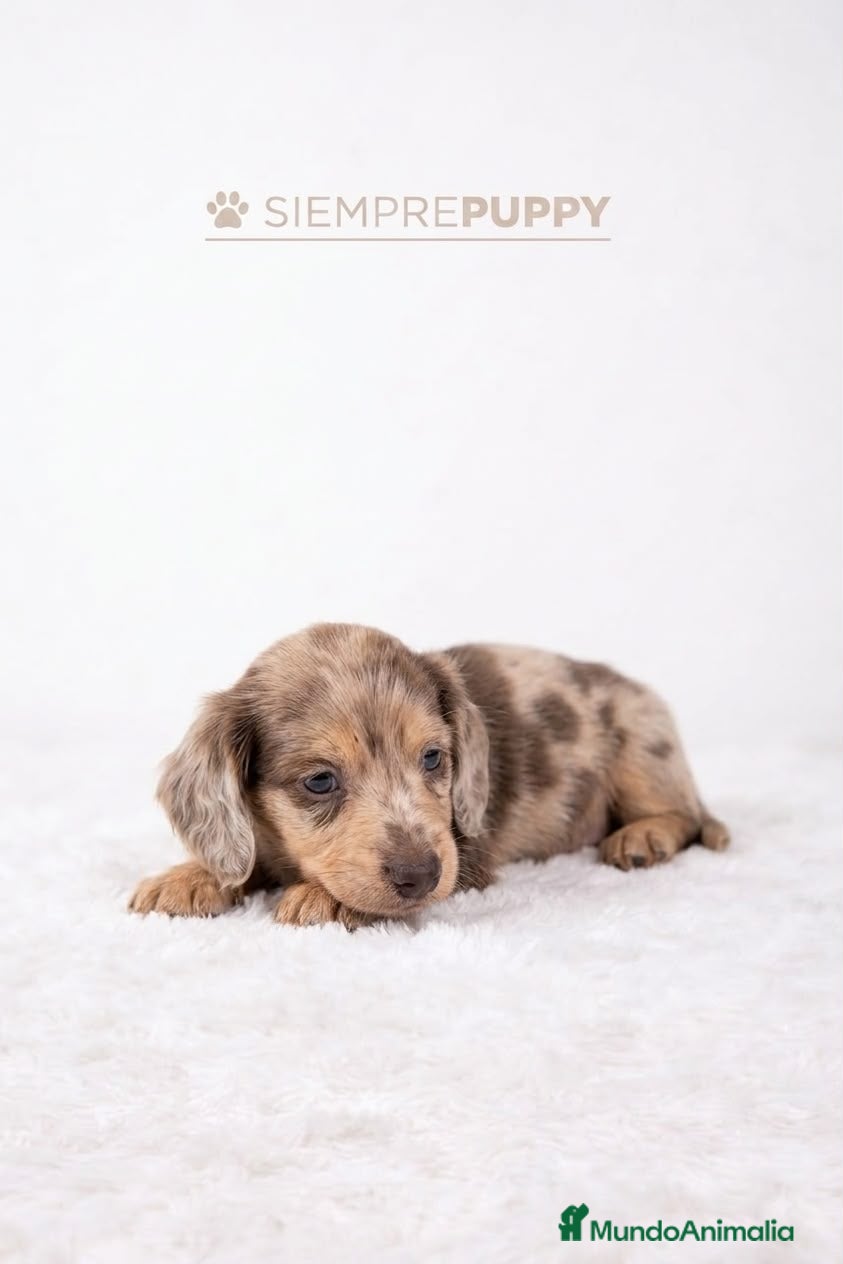 Teckel Miniatura perros TECKEL PELO LARGO CHOCOLATE ARLEQUIN - Anuncio 1