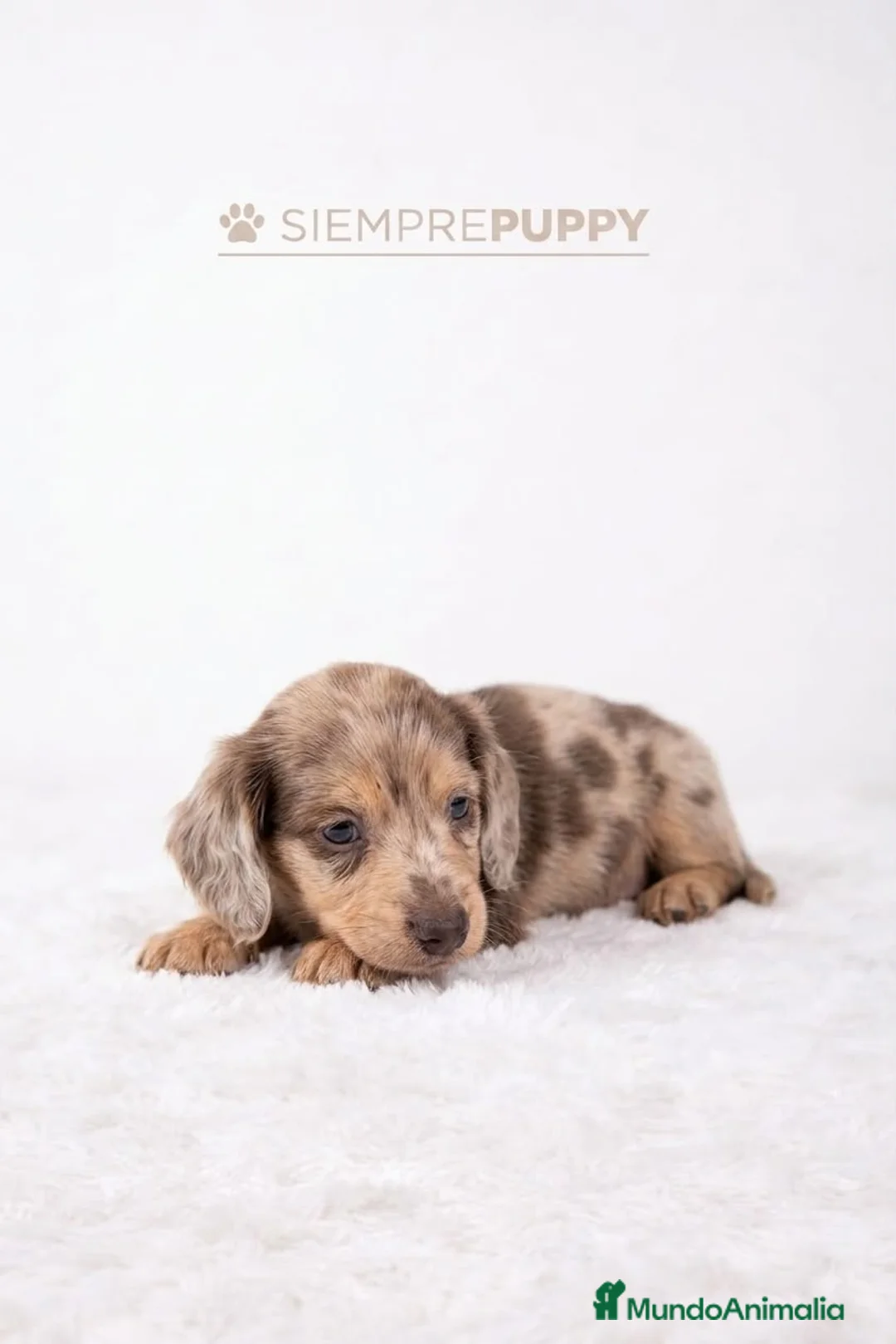 Teckel Miniatura perros en venta: TECKEL PELO LARGO CHOCOLATE ARLEQUIN - Anuncio 1