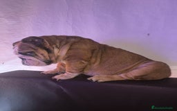 Bulldog Inglés perros en venta: Bulldog ingles  - Imagen 5