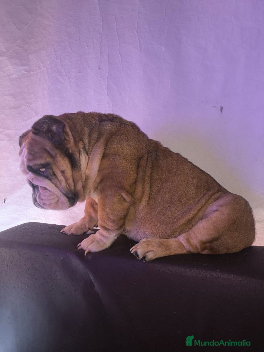 Bulldog Inglés perros en venta: Bulldog ingles  - Imagen 5