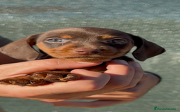 Teckel perros en venta: TECKELS KANINCHEN DE CALIDAD  - Imagen 11