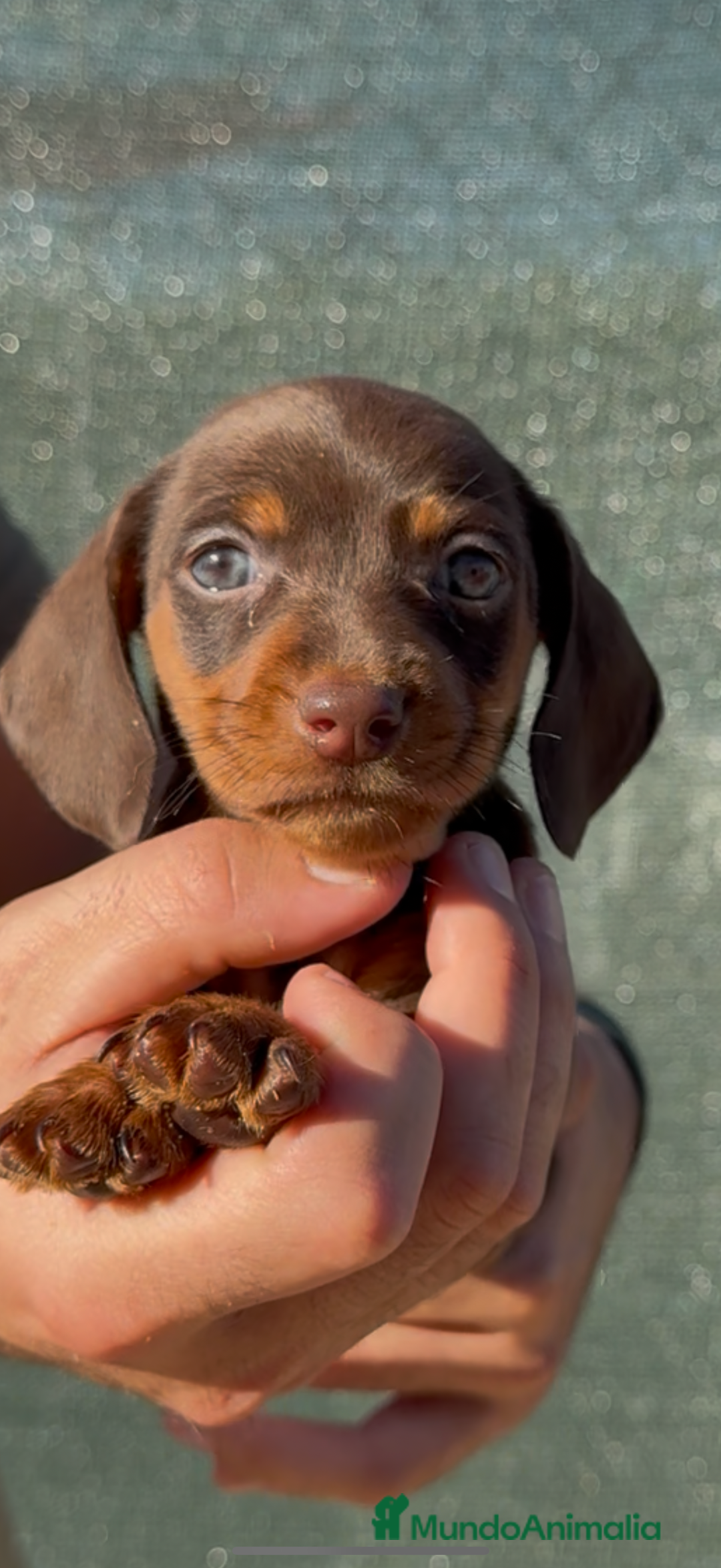Teckel perros en venta: TECKELS KANINCHEN DE CALIDAD  - Imagen 11