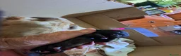 Caniche Toy perros en venta: Caniche macho toy - Anuncio 2