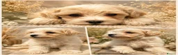 Maltipoo perros en venta: Maltipoo machos  - Anuncio 3