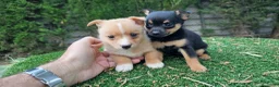 Raza Mixta perros en venta: Cachorritos mini toy - Anuncio 4