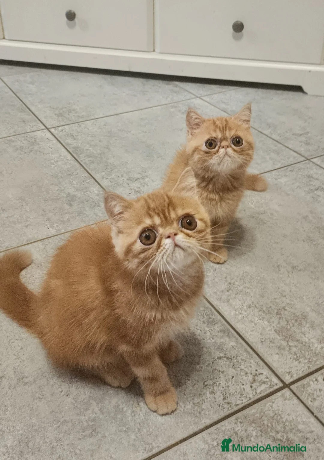 Exótico de Pelo Corto gatos en venta: Exòtic SH listo para entregar  - Anuncio 14