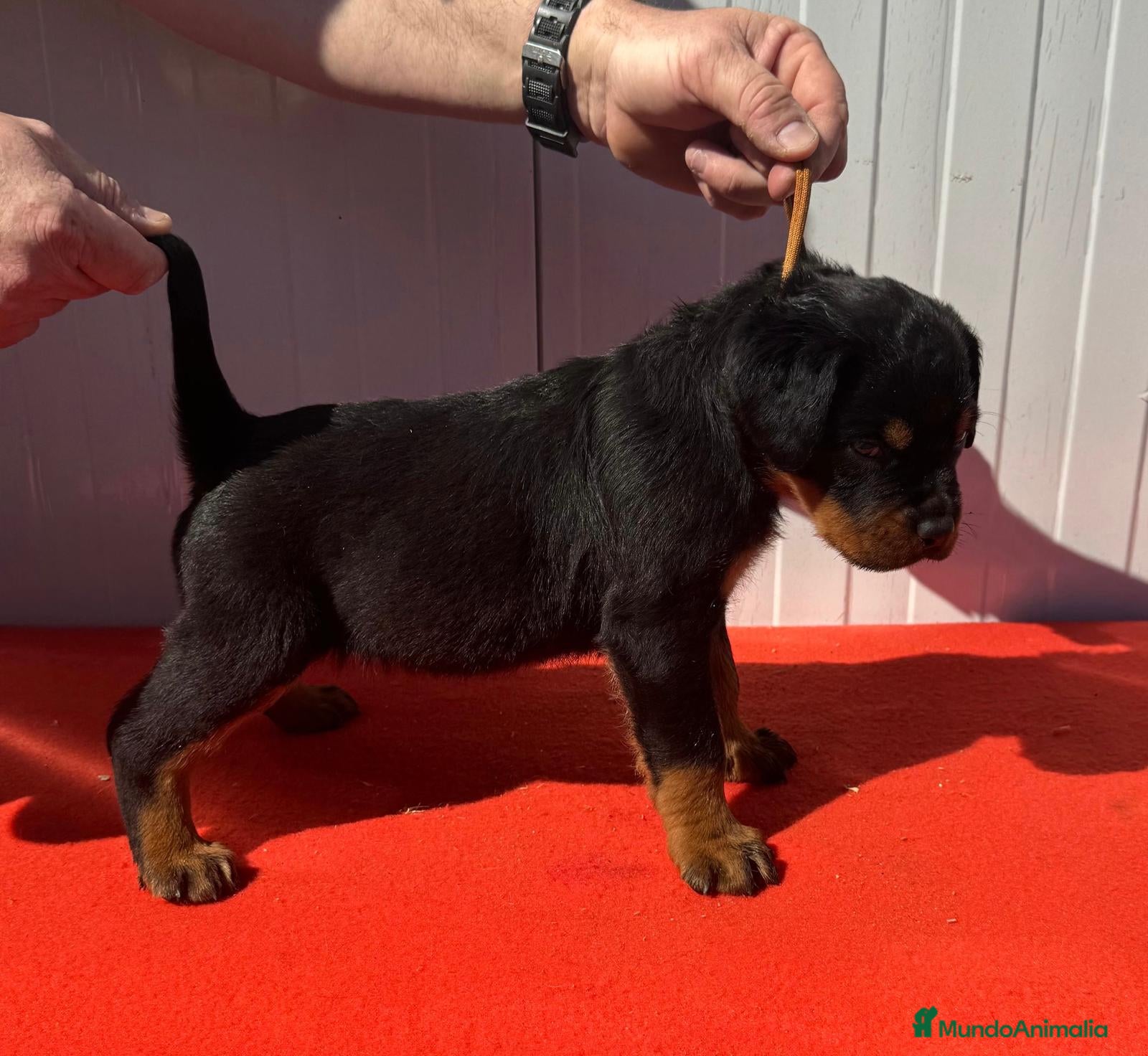 Rottweiler perros en venta: Rottweiler  - Anuncio 9