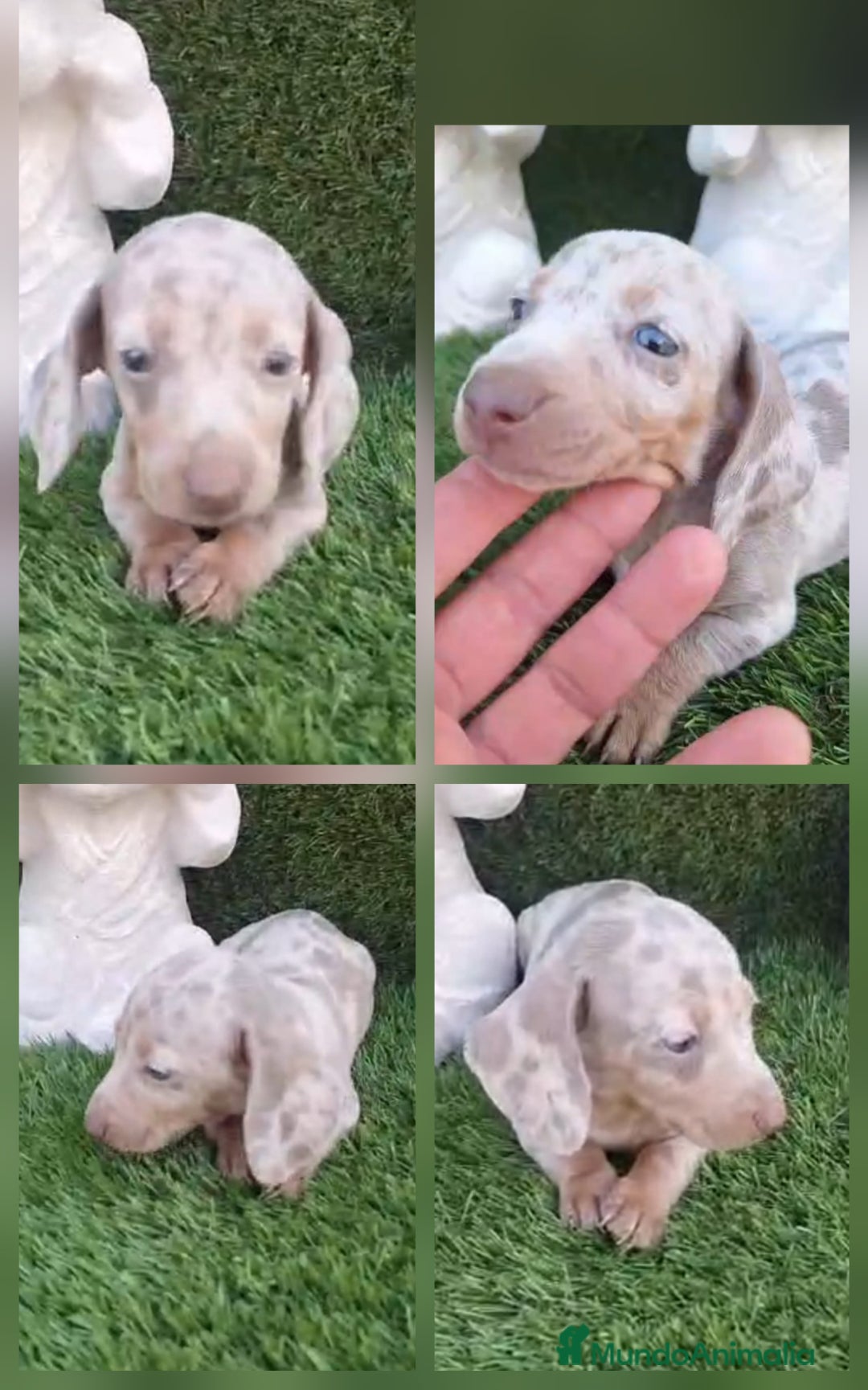 Teckel perros en venta: Teckel Arlequin Isabello - Anuncio 5