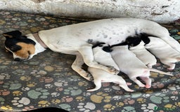 Ratonero Bodeguero Andaluz perros en venta: Bodeguero andaluz hembra - Imagen 5