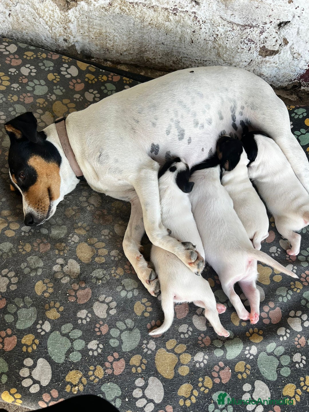 Ratonero Bodeguero Andaluz perros en venta: Bodeguero andaluz hembra - Imagen 5